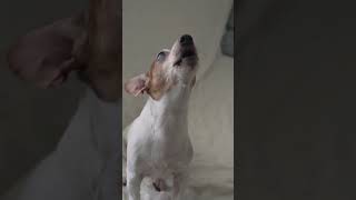 Tu perro aulla con la música por esta razón 😲🐶🥹😌🎶🎼 perros mascotas [upl. by Ramej]