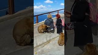 Gibraltar  Cheeky monkeys interact with tourists Filmed Sept 2022 [upl. by Lamprey309]