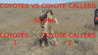 Coyotes VS Coyote Callers [upl. by Alliuqat615]