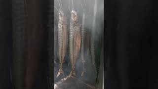 VERS GEVANGEN MAKREEL ROKEN ROOKOVEN In de regen makreel vissen fish visroken food selfmade [upl. by Dowlen]