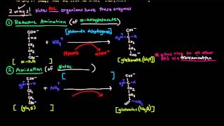 Nitrogen Metabolism Part 2 of 2  Incorporating NH4 Into Amino Acids [upl. by Airehtfele]