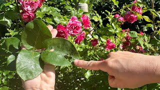 Holes In Your Rose Leaves 5 Reasons Your Roses Have Holes In The Leaves [upl. by Brandice]