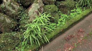 イノモトソウPteris multifida 02170920正丸 [upl. by Hayward]