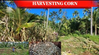 HARVESTING CORN IN THE MOUNTAIN WITH FAMILY AFTER HOW MANY DECADES QB VLOGS [upl. by Gawain]