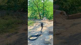 King cobra snake attack the dog 🐕 [upl. by Savadove]