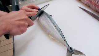 GRAPHIC  How to fillet a fish  Mackerel  Japanese technique  サバのさばき方 [upl. by Anavlys]