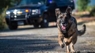 Vancouver Police roll out 2016 police dog calendar [upl. by Shulman]