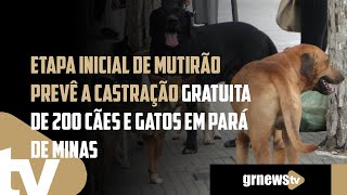 Etapa inicial de mutirão prevê a castração gratuita de 200 cães e gatos em Pará de Minas [upl. by Neeuq]