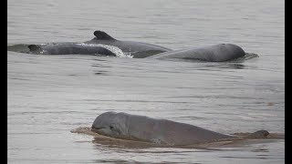 Les dolphins DU MékongDolphin Irrawaddy [upl. by Aicatsue449]