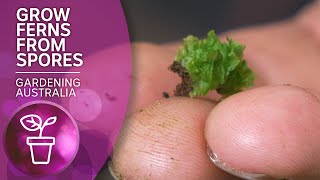 The dark art of propagating ferns from spores  Wow to  Gardening Australia [upl. by Thoer]