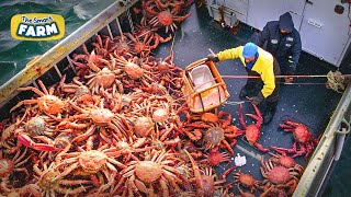 AMAZING King Crab Catching  Discover The Fishing of Tons of Alaskan Red King Crab [upl. by Sievert]