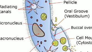 Paramecium study of permanent slide [upl. by Malarkey]