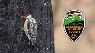 Species Spotlight Yellowbellied Sapsucker [upl. by Nilyahs]