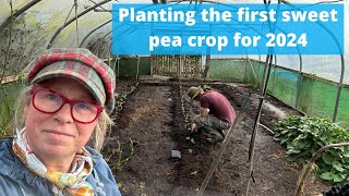 How we plant sweet peas for our first crop in 2024 [upl. by Bearce]