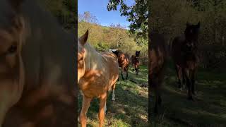 Les sarcoides jument veterinaire infoalnews cheval [upl. by Aierb]