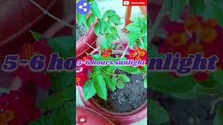 how to lantana plant caremansoon season me apne garden me jarur add kre lantana plant [upl. by Anel]