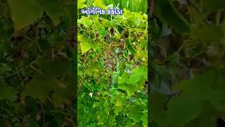 Kankoda ઓર્ગેનિક ખેતી mmraghvanisir bhadli farmhouse તા vinchhiya [upl. by Shepp]