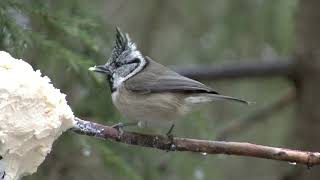 TOFSMES Crested Tit Lophophanes cristatus Klipp  3390 [upl. by Akenaj]