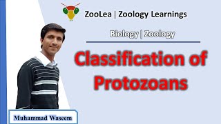 Classification of protozoans  ZooLea  Lesson 3  Biology Zoology [upl. by Oetsira69]