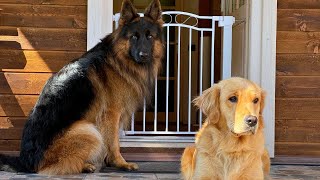 Testing the Ultimate Dog Gate Will Our Pups Outsmart It [upl. by Cowden529]