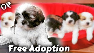 Lhasa apso for free adoption  Free Home delivery all over India 2023 [upl. by Azelea]