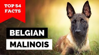 99 of Belgian Malinois Owners Dont Know This [upl. by Ennaylloh728]