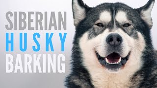 Siberian Husky Barking Sound Effect SFX Husky Bark on Full Volume [upl. by Elyac]