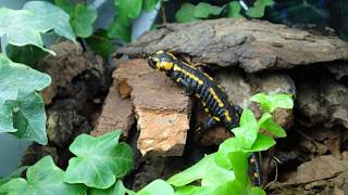 Fire salamander tank update Salamandra salamandra terrestris  Feuersalamander Terrarium [upl. by Clemmie520]