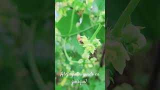 Abeja polinizando en güisquil abejas naturaleza [upl. by Eadwine]