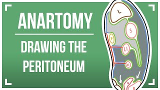 Drawing The Peritoneum [upl. by Yate]