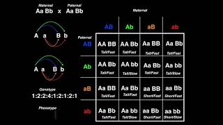 Genetics  Dihybrid Cross Example 2 [upl. by Yarvis241]