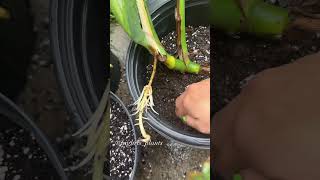 Monstera Roots water to soil monstera monsteraborsigiana monsteradeliciosa asmr plantasmr [upl. by Aivatco100]