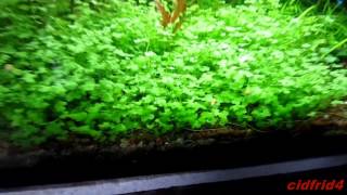 HYDROCOTYLE TRIPARTITA JAPAN [upl. by Lyrad]