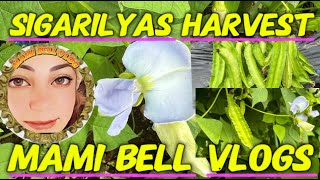 SIGARILYAS HARVESTmamibellvlogs [upl. by Ycniuqal]