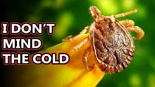 Tick facts passing on diseases near you  Animal Fact Files [upl. by Alison513]