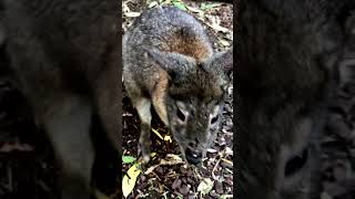 Pademelon Jumps Off [upl. by Leverett]