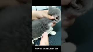 Kitten Ear Mites Treatment  Ear Mites Treat [upl. by Boyer]