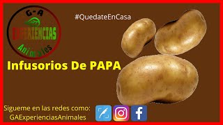 como hacer Infusorios con cascara de papa para alevines de peces bettas  infusorios  aliemnto vivo [upl. by Stefania932]