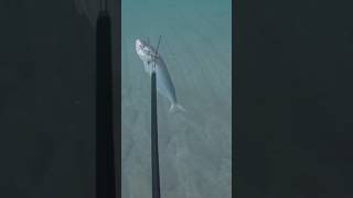 Spearfishing Bluefish In South Florida [upl. by Sollars34]