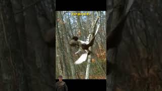 Battle for Life Squirrel vs hawk  a thrilling escape animalssurvival naturewildlife [upl. by Rebah]