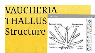 Lecture 01 VAUCHERIA Thallus Structure [upl. by Fesoj]