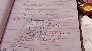 Olfactory Nerve pathway [upl. by Dickie]