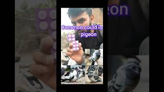 Commoncold problem in pigron pigeon pet bird [upl. by Daloris]