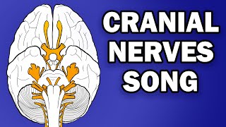 CRANIAL NERVES SONG [upl. by Ahsieyn]