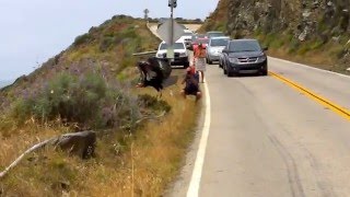 California Condor Takes Flight at Big Sur [upl. by Cristal]