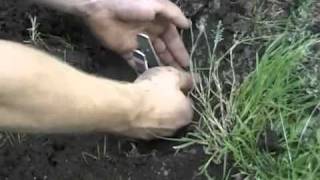 Mole Trap  How to Get Rid of Moles with Mole Pro Mole Traps [upl. by Nogas]