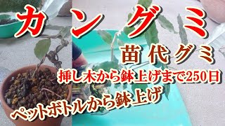 【小品盆栽 寒グミ】山採り素材 寒グミ ナワシログミ（苗代茱萸）鉢上げまで250日 [upl. by Burta317]