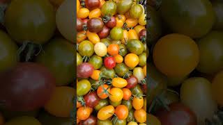 Tomatitos de 10 colores diferentes [upl. by Adnale654]