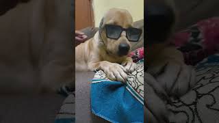 Satir chor hai 😛😛reels trending viralreels labrador doglover trendingshorts [upl. by Neerroc]