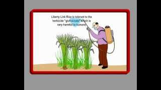 Genetically Engineered Rice  What Every Consumer Should Know [upl. by Jasik]